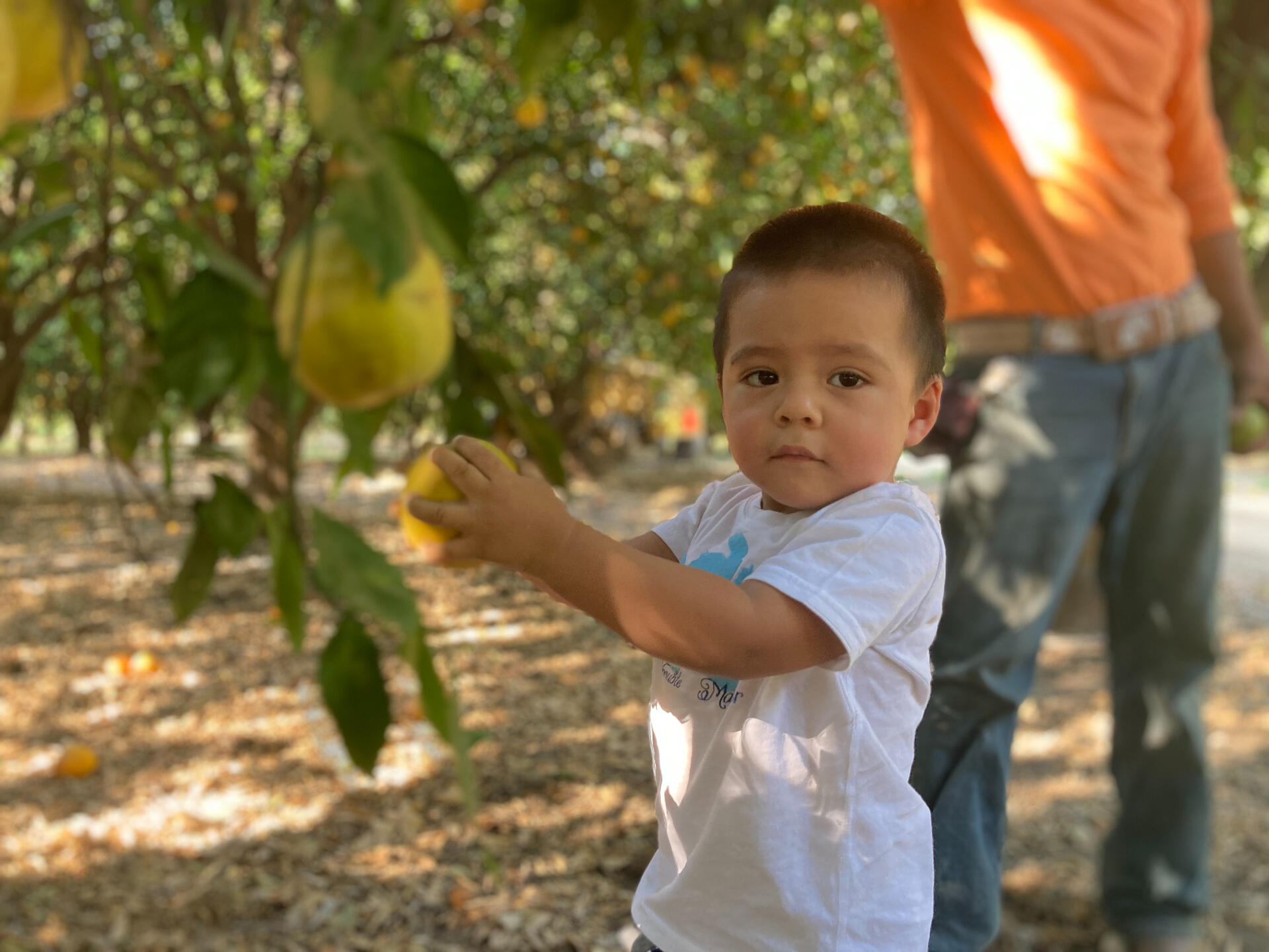 Panchito picking an orange off a 100-year old tree!